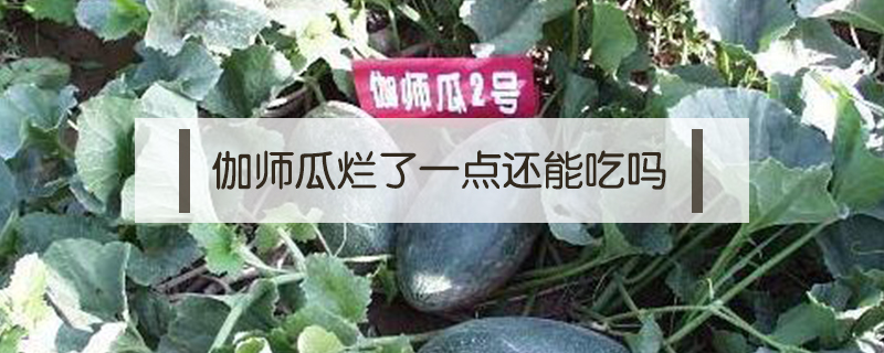 伽師瓜爛了一點還能吃嗎