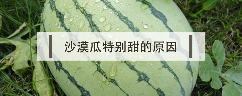 沙漠瓜特別甜的原因
