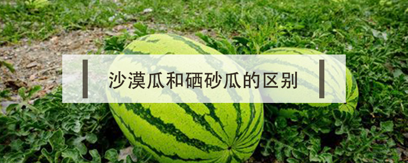 沙漠瓜和硒砂瓜的區(qū)別