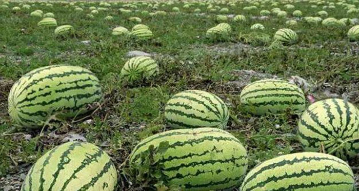 沙漠瓜和硒砂瓜的區(qū)別