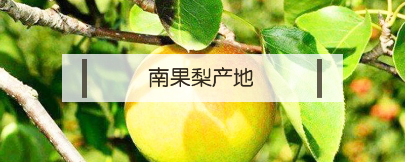 南果梨產地