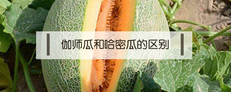 伽師瓜和哈密瓜的區別
