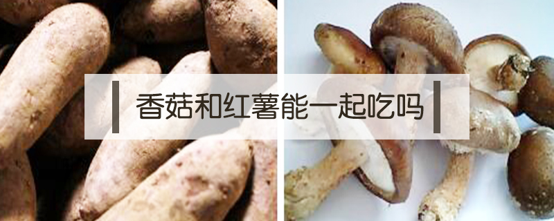 香菇和紅薯能一起吃嗎