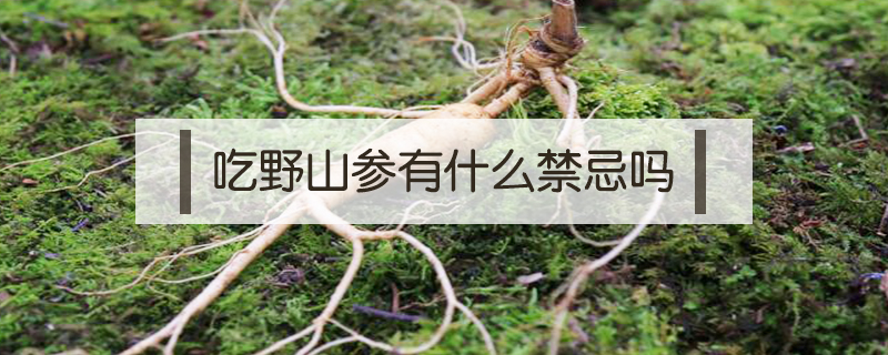 吃野山參有什么禁忌嗎