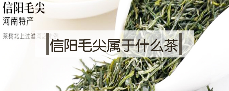 信陽(yáng)毛尖屬于什么茶