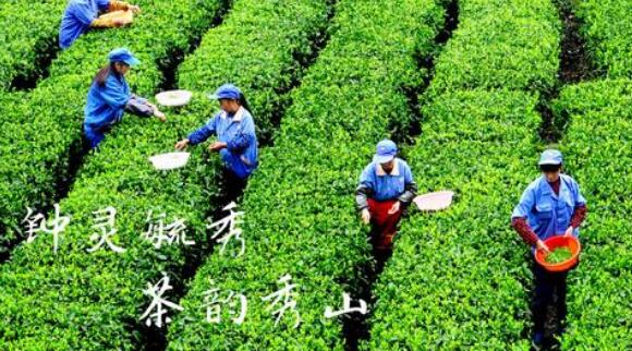 毛尖屬于什么茶