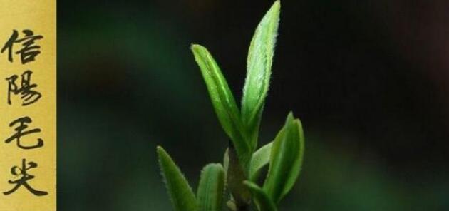 信陽(yáng)毛尖屬于什么茶
