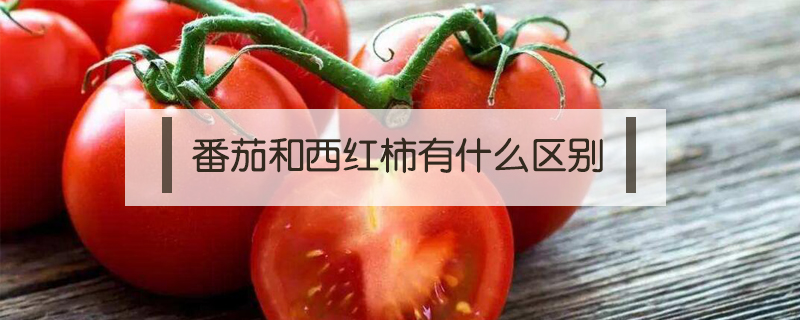 番茄和西紅柿有什么區別