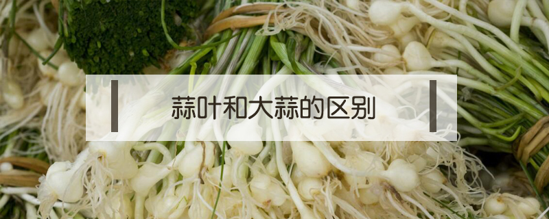 蒜葉和大蒜的區別