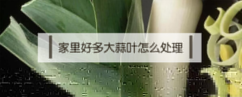 家里好多大蒜葉怎么處理
