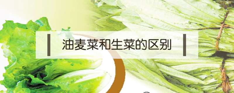 油麥菜和生菜的區(qū)別