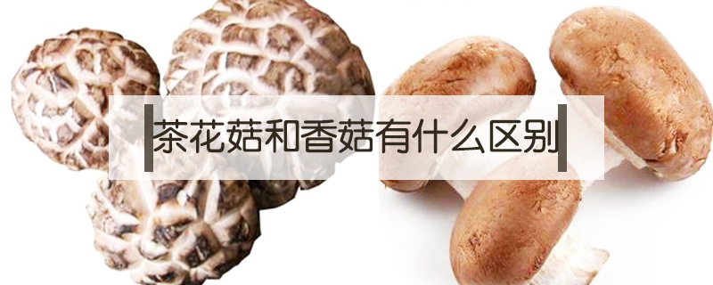 茶花菇和香菇有什么區(qū)別