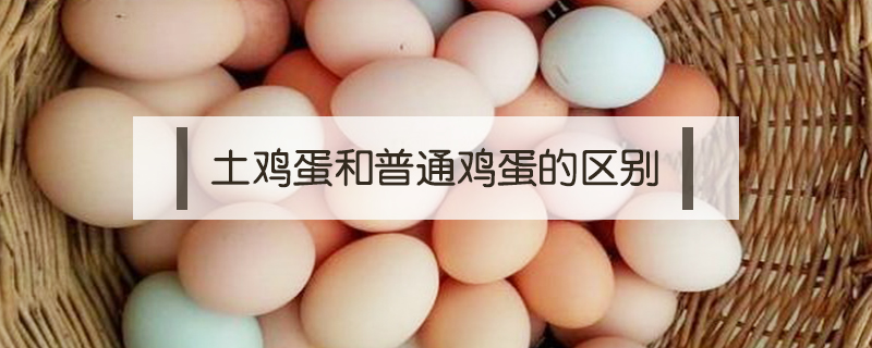 土雞蛋和普通雞蛋的區(qū)別