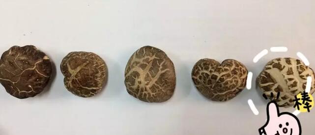 茶花菇和香菇有什么區(qū)別