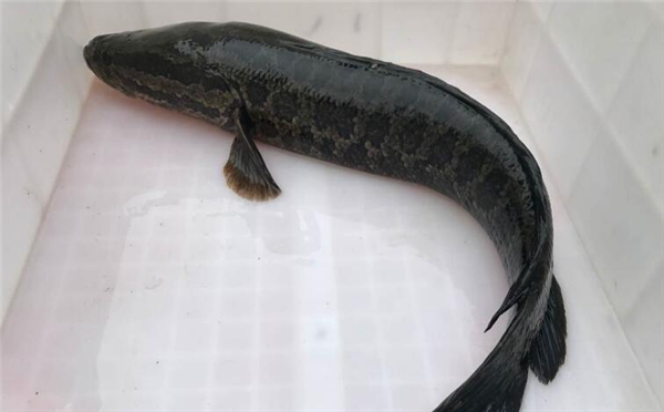 野生黑魚和人工養的區別