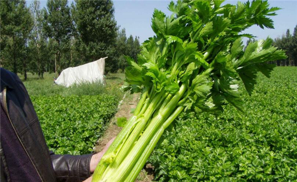 西芹是發(fā)物嗎