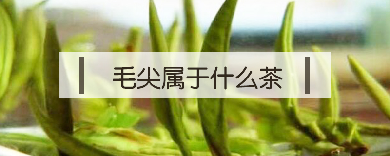 毛尖屬于什么茶
