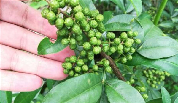 麻椒和青花椒的區(qū)別