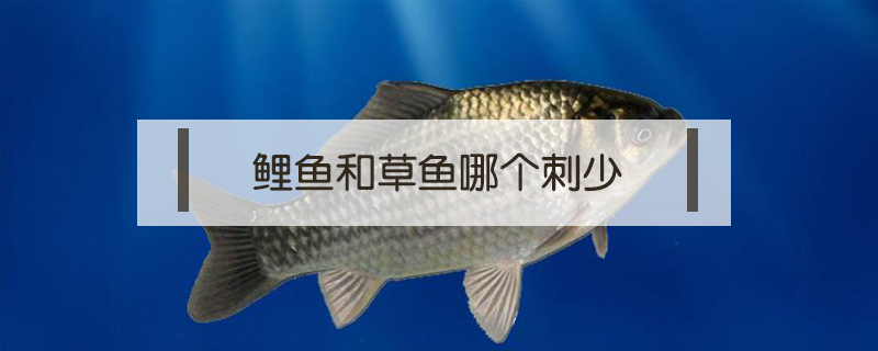 鯉魚(yú)和草魚(yú)哪個(gè)刺少