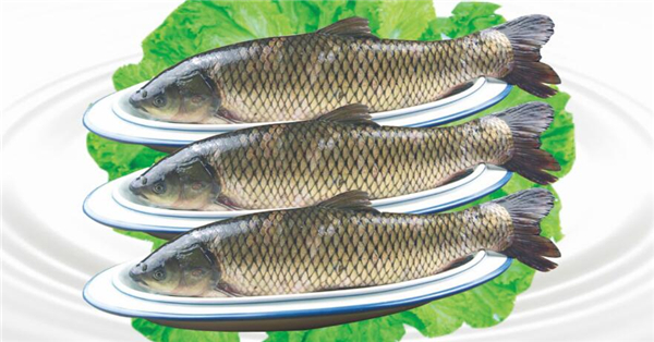 鯉魚(yú)和草魚(yú)哪個(gè)刺少