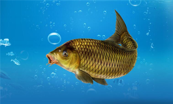 鯉魚(yú)和草魚(yú)哪個(gè)刺少