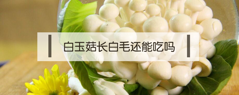 白玉菇長(zhǎng)白毛還能吃嗎