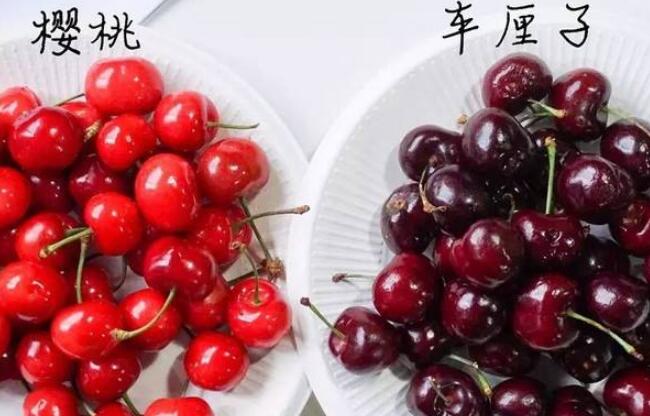 車厘子和櫻桃是同一種水果嗎，車厘子的保存方法