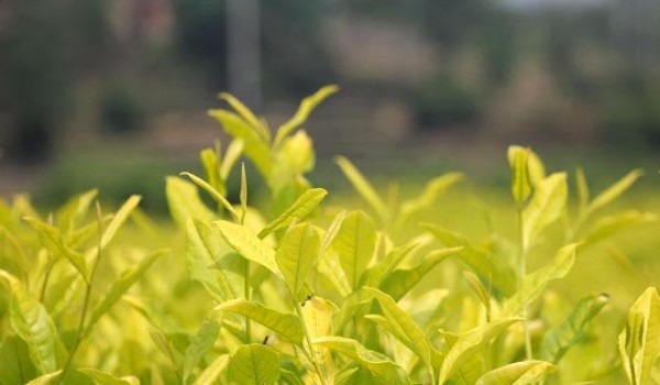 黃金芽茶葉儲存方法