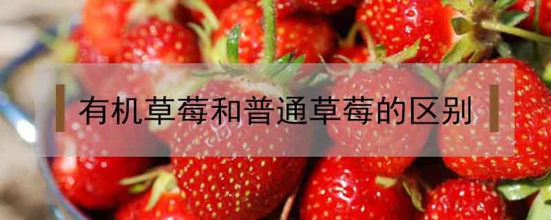 有機草莓和普通草莓的區(qū)別