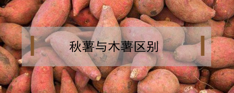 秋薯與木薯區別