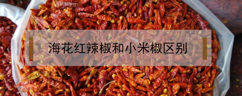 海花紅辣椒和小米椒區別