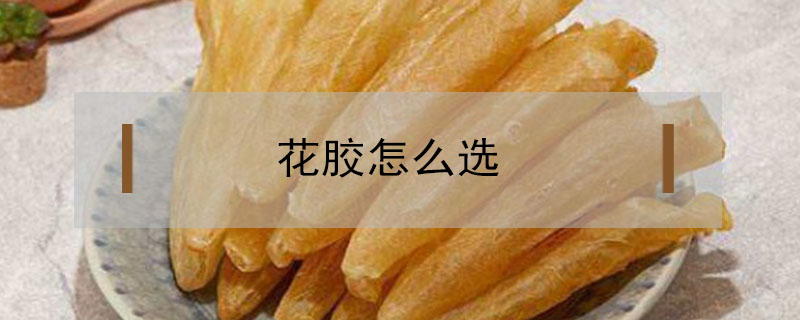 花膠怎么選