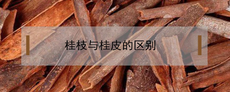 桂枝與桂皮的區別