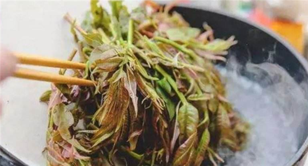 香椿要不要焯水，香椿忘記焯水會中毒嗎