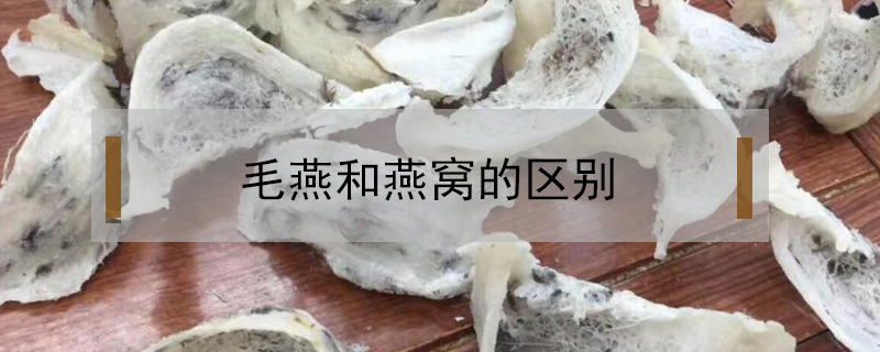 毛燕和燕窩的區(qū)別