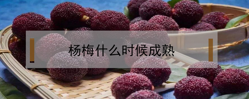 楊梅什么時候成熟
