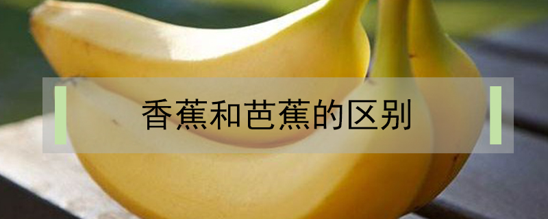 香蕉和芭蕉的區(qū)別