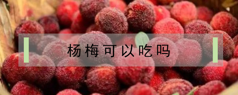 楊梅可以吃嗎
