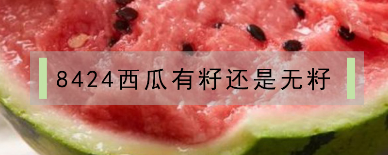 8424西瓜有籽還是無籽