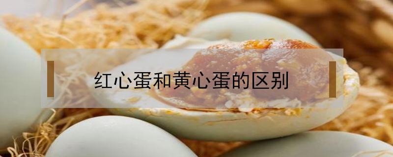 紅心蛋和黃心蛋的區(qū)別
