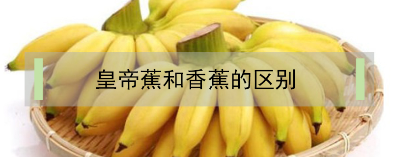 皇帝蕉和香蕉的區(qū)別