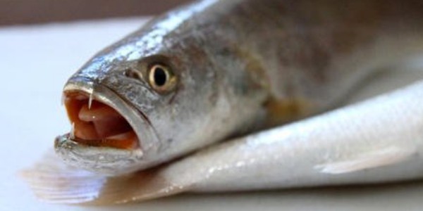 泥猛魚什么人不能吃