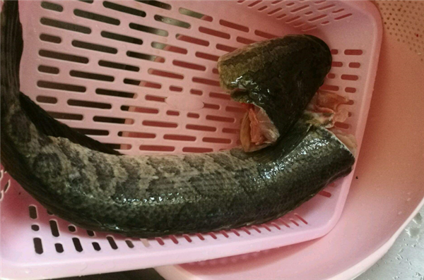 黑魚怎么洗掉身上粘液