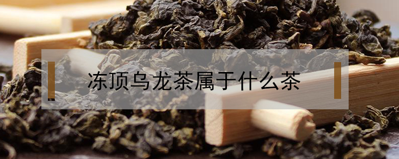凍頂烏龍茶屬于什么茶