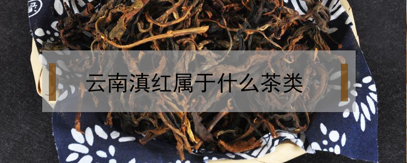 云南滇紅屬于什么茶類