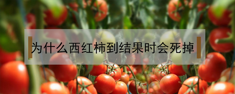 為什么西紅柿到結(jié)果時(shí)會(huì)死掉