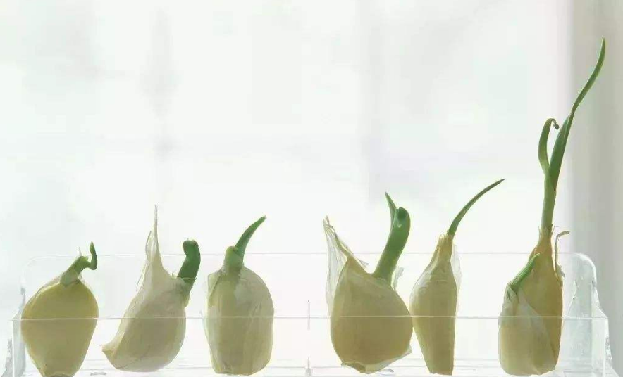 蒜發(fā)綠了還能吃嗎