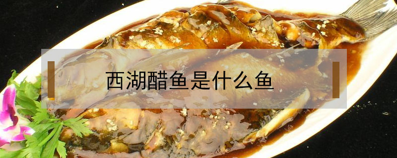 西湖醋魚是什么魚