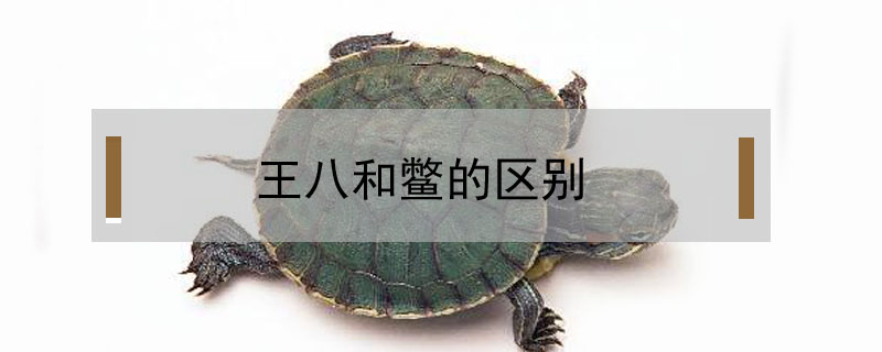 王八和鱉的區別