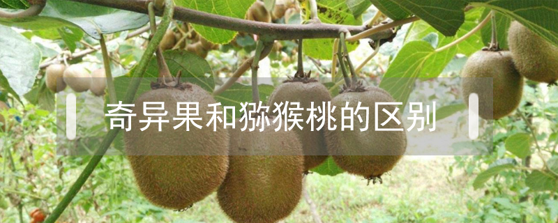 奇異果和獼猴桃的區別